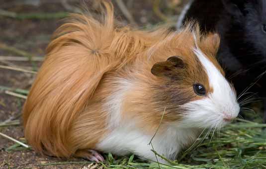 PORCUSOR DE GUINEEA